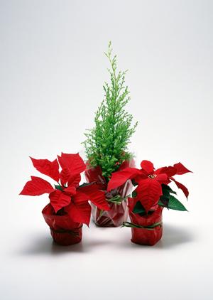 高品質な一枚板を東京で見つけるならココ！選び方とおすすめショップ徹底ガイド